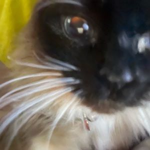 Meet your Posher, Eddisen